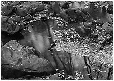 Reflections of trees in a creek with fallen leaves. Shenandoah National Park, Virginia, USA. (black and white)