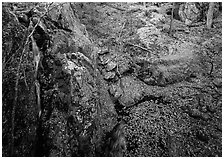 Waterfall and cliff from above. Shenandoah National Park, Virginia, USA. (black and white)