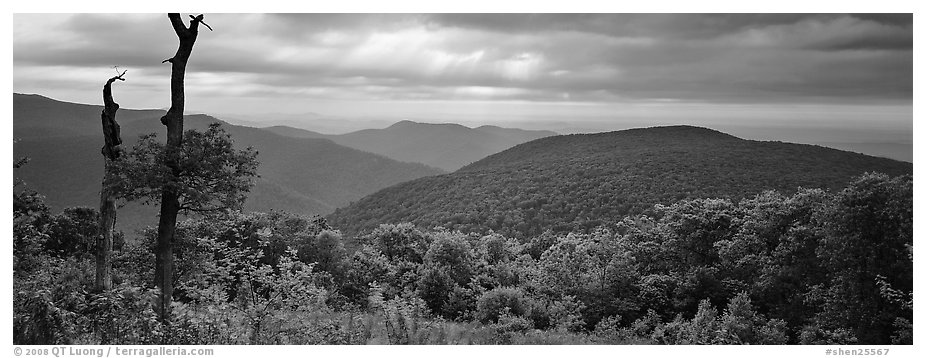 Hillside, forest and ridges in early summer. Shenandoah National Park (black and white)