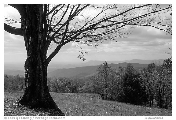 Big tree at Meadow overlook in fall. Shenandoah National Park (black and white)
