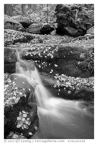 Creek and mossy boulders in fall with fallen leaves. Shenandoah National Park (black and white)