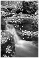 Creek and mossy boulders in fall with fallen leaves. Shenandoah National Park, Virginia, USA. (black and white)
