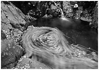 Fallen leaves spinning in  pool. Shenandoah National Park, Virginia, USA. (black and white)