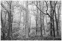Forest in fog. Shenandoah National Park ( black and white)
