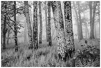 Lichen-covered tree trunks in foggy forest. Shenandoah National Park ( black and white)
