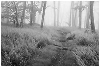 Appalachian Trail in foggy forest at springtime. Shenandoah National Park ( black and white)