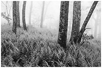Ferns, lichen-covered trees, and fog. Shenandoah National Park ( black and white)