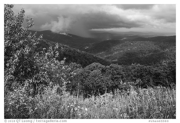 Wildflowers and hills from Duck Hollow Overlook. Shenandoah National Park (black and white)