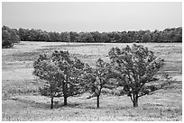 Trees in Big Meadows. Shenandoah National Park ( black and white)