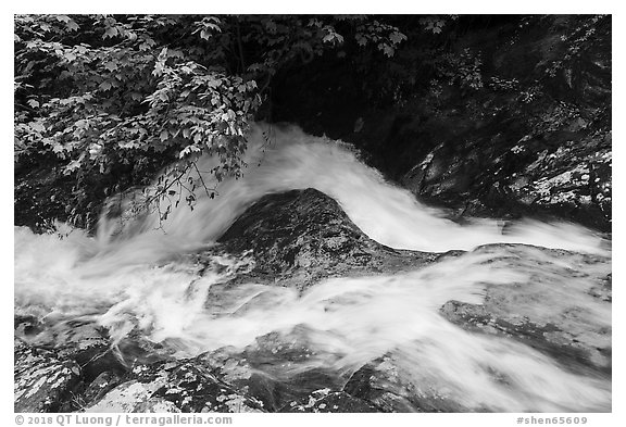 Robinson River whitewater in Whiteoak Canyon. Shenandoah National Park (black and white)