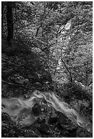 Converging Waterfalls in Whiteoak Canyon. Shenandoah National Park ( black and white)
