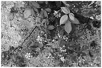 Close-up of flowers and lichen-covered rock. Shenandoah National Park ( black and white)