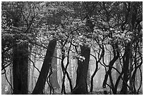Mountain Laurel, forest and fog, Lewis Mountain Campground. Shenandoah National Park ( black and white)