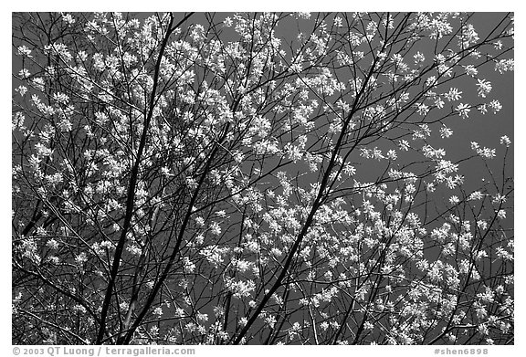 Tree branches covered with blossoms. Shenandoah National Park (black and white)