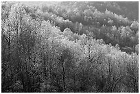 Trees in the spring, late afternoon, Hensley Hollow. Shenandoah National Park, Virginia, USA. (black and white)