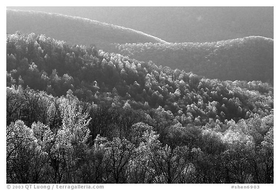 Trees and ridgelines in the spring, late afternoon. Shenandoah National Park, Virginia, USA.