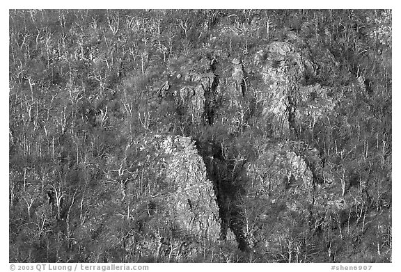 Rocky outcrops and trees at sunrise. Shenandoah National Park (black and white)