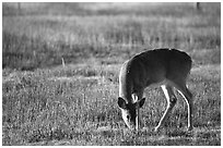 Whitetail Deer grazing in Big Meadows, early morning. Shenandoah National Park, Virginia, USA. (black and white)