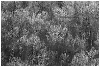 Bare trees on a hillside, morning. Shenandoah National Park, Virginia, USA. (black and white)
