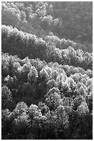 Backlit trees on hillside in spring, morning. Shenandoah National Park, Virginia, USA. (black and white)