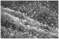 Backlit trees on hillside in spring, morning. Shenandoah National Park, Virginia, USA. (black and white)