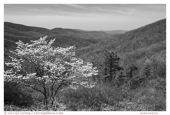 Tree in bloom and hills in early spring. Shenandoah National Park, Virginia, USA.
