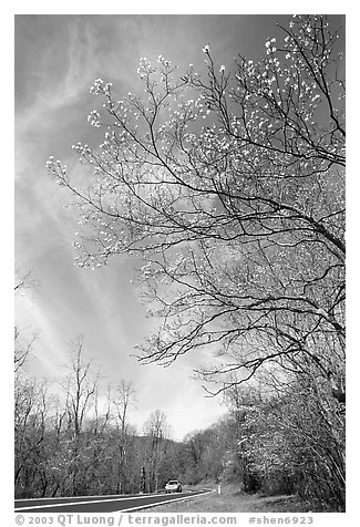Skyline drive. Shenandoah National Park (black and white)