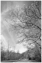 Skyline drive. Shenandoah National Park, Virginia, USA. (black and white)