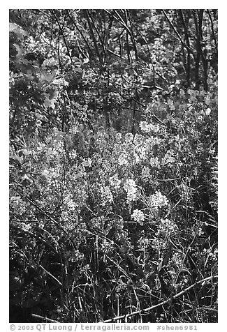 Pink and white summer wildflowers. Shenandoah National Park (black and white)