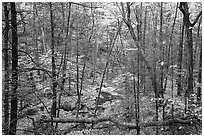 Creek in fall. Shenandoah National Park, Virginia, USA. (black and white)