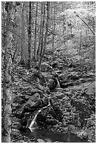 Cascades in fall, Hogcamp Branch of the Rose River. Shenandoah National Park, Virginia, USA. (black and white)