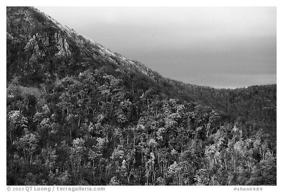 Hillside with fall colors, rocks, and early snow. Shenandoah National Park (black and white)
