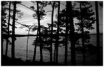 Pine trees silhouettes at sunset, Woodenfrog. Voyageurs National Park ( black and white)