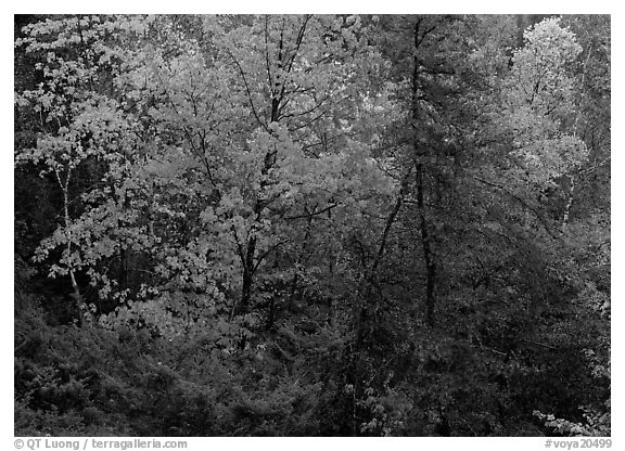 Trees with fall foliage. Voyageurs National Park (black and white)