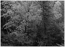 Mixed trees in fall color. Voyageurs National Park, Minnesota, USA. (black and white)