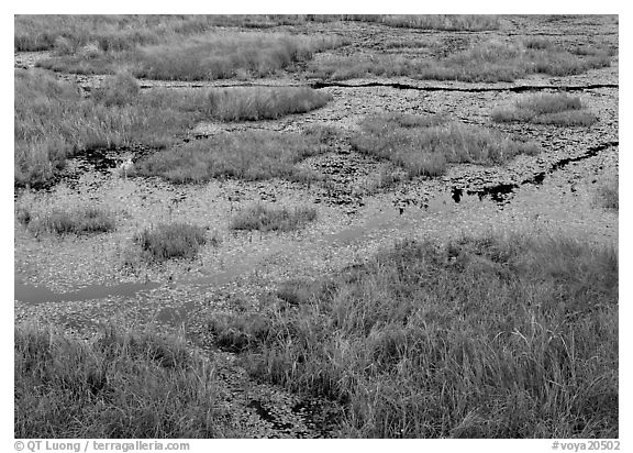 Grasses and marsh. Voyageurs National Park (black and white)