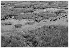 Grasses and marsh. Voyageurs National Park, Minnesota, USA. (black and white)