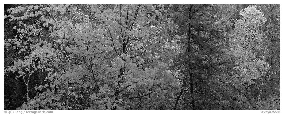 Mixed tree forest in the fall. Voyageurs National Park (black and white)
