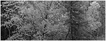 Mixed tree forest in the fall. Voyageurs National Park (Panoramic black and white)