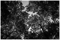 Looking up summer trees. Voyageurs National Park ( black and white)