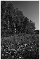 Summer wildflowers and trees, Ash River. Voyageurs National Park ( black and white)