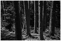 Tree trunks, Blind Ash Bay Trail. Voyageurs National Park ( black and white)