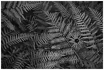 Close-up of sunflower and ferns. Voyageurs National Park ( black and white)