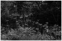 Sunflowers in forest. Voyageurs National Park ( black and white)