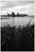 Grasses, wildflowers, and islet, Sand Point Lake. Voyageurs National Park ( black and white)