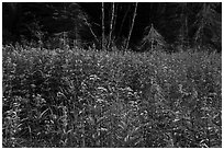 Wildflowers in meadow near Mica Bay. Voyageurs National Park ( black and white)