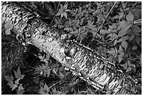 Fallen Birch trunk and ferns. Voyageurs National Park ( black and white)