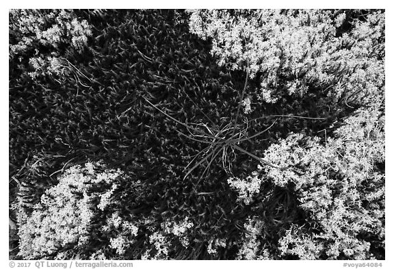 Close-up of mosses and lichens. Voyageurs National Park (black and white)