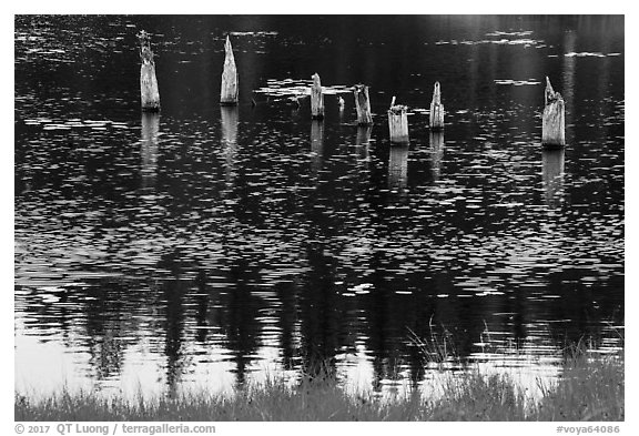 Tree stumps and reflections. Voyageurs National Park (black and white)