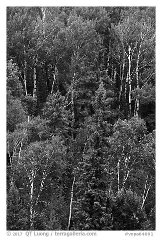 Birch trees in the summer. Voyageurs National Park (black and white)